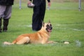 A Malinois Belgian Shepherd dog who exercises the refusal of bait for the dog contest