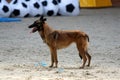 A Belgian shepherd at the mondioring contest.