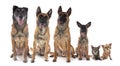malinois and chihuahuas in studio Royalty Free Stock Photo