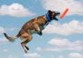 Belgian Malinois about to catch a toy Royalty Free Stock Photo