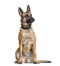 Malinois dog alert in studio against white background Royalty Free Stock Photo