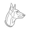 The Malinois dog head is isolated on white background, the line art