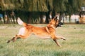 Malinois Dog Play Jumping Running Outdoor In Park. Belgian Sheepdog Are Active, Intelligent, Friendly, Protective, Alert