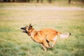 Malinois Dog Play Jumping Running Outdoor In Park. Belgian Sheepdog Are Active, Intelligent, Friendly, Protective, Alert