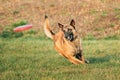 Malinois Dog Play Running With Plate Toy Outdoor In Park. Belgian Sheepdog Are Active, Intelligent, Friendly, Protective Royalty Free Stock Photo