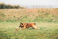 Malinois Dog Play Running With Plate Toy Outdoor In Park. Belgian Sheepdog Are Active, Intelligent, Friendly, Protective Royalty Free Stock Photo