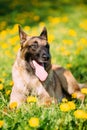 Malinois Dog Sit Outdoors In Green Grass Royalty Free Stock Photo