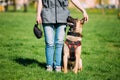 Malinois Dog Sit Outdoors In Green Grass Royalty Free Stock Photo