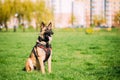 Malinois Dog Sit Outdoors In Green Grass Royalty Free Stock Photo