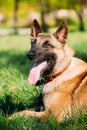 Malinois Dog Sit Outdoors In Green Grass Royalty Free Stock Photo