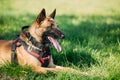 Malinois Dog Sit Outdoors In Green Grass Royalty Free Stock Photo