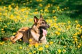 Malinois Dog Sitting Outdoors In Green Spring Meadow With Blooming Dandelion Flowers. Belgian Shepherd Dog Resting In Royalty Free Stock Photo