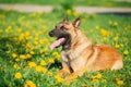 Malinois Dog Sitting Outdoors In Green Spring Meadow With Blooming Dandelion Flowers. Belgian Shepherd Dog Resting In Royalty Free Stock Photo