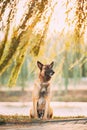 Malinois Dog Sitting Under Tree Branches. Belgian Sheepdog Are Active, Intelligent, Friendly, Protective, Alert And Hard