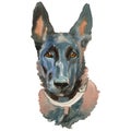 The Malinois dog watercolor hand painted dog portrait