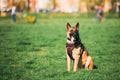 Malinois Dog Wears In Special Clothes Sitting Outdoors In Green Spring Meadow. Belgian Shepherd Dog Resting In Green Royalty Free Stock Photo