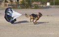 Malinois doing resistance training at the park Royalty Free Stock Photo