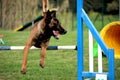 Malinois