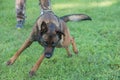 Malinois K9 being held back in training Royalty Free Stock Photo