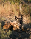 Malinois lying on the ground, looking directly at the camera with an alert expression