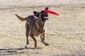 Malinois making a last minute catch of a disc Royalty Free Stock Photo