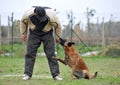 Malinois and man in attack Royalty Free Stock Photo