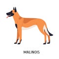 Malinois or Mechelse Herder. Cute funny purebred herding dog isolated on white background. Beautiful domestic animal or