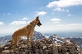 A malinois in the mountain.