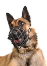 Malinois and muzzle