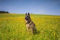 Malinois my nice dog Royalty Free Stock Photo