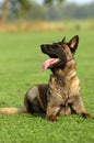 Malinois Obedient