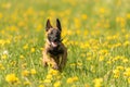 Cute Malinois puppy dog on a green meadow with dandelions in the season spring. Doggy is 12 weeks old