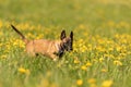 Cute Malinois puppy dog on a green meadow with dandelions in the season spring. Doggy is 12 weeks old