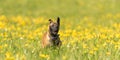 Cute Malinois puppy dog on a green meadow with dandelions in the season spring. Doggy is 12 weeks old