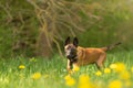 Malinois puppy dog on a green meadow with dandelions in the season spring. Doggy is 12 weeks old