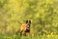 Malinois puppy dog on a green meadow with dandelions in the season spring. Doggy is 12 weeks old