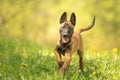 Malinois puppy dog on a green meadow with dandelions in the season spring. Doggy is 12 weeks old