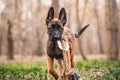 Malinois puppy in summer sunny park on the walk