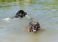 malinois and rottweiler in a river Royalty Free Stock Photo