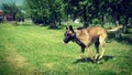 Malinois runing in the nature
