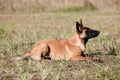 Malinois`s pyppy