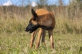 Malinois`s pyppy