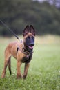 Malinois`s pyppy