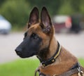 Malinois`s pyppy