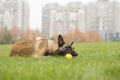 Belgian Malinois Royalty Free Stock Photo