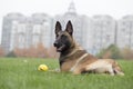 Belgian Malinois Royalty Free Stock Photo