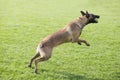 Belgian Malinois Royalty Free Stock Photo