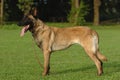Malinois standing Royalty Free Stock Photo