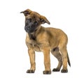 Malinois standing against white background Royalty Free Stock Photo