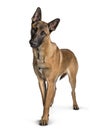 Malinois standing against white background Royalty Free Stock Photo